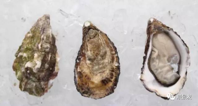 十种常见贝类海鲜图片,贝类海鲜全图