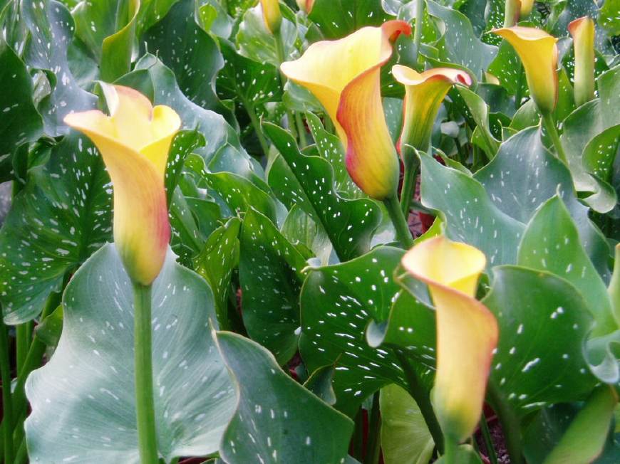 马蹄莲挺秀雅致，花苞洁白，叶片翠绿，可药用清热解毒，治烫伤