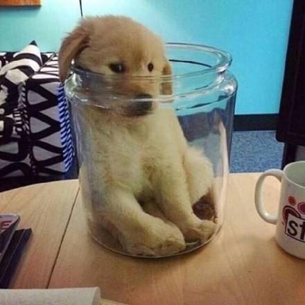 铲屎官大金毛,新手铲屎官适合养金毛吗