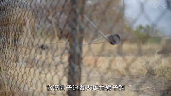 5只平头哥大战一头狮子,狮子隔着铁网吼了平头哥一声