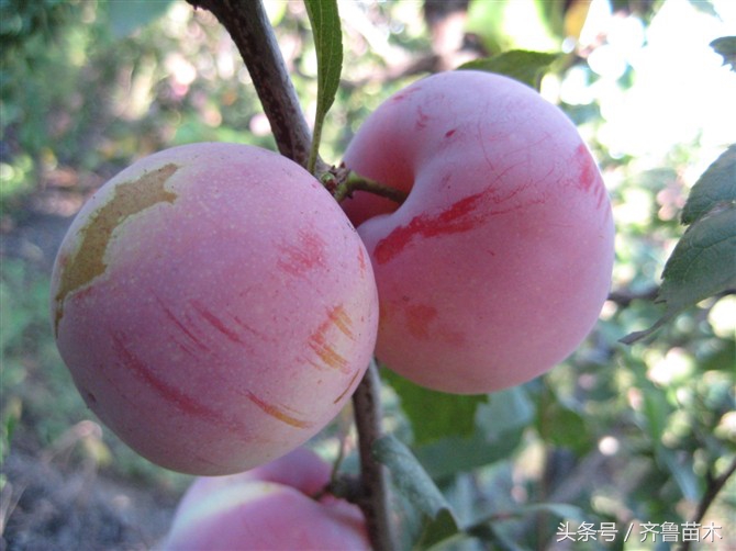 果树打药的安全注意事项,果树涂白的十大禁忌