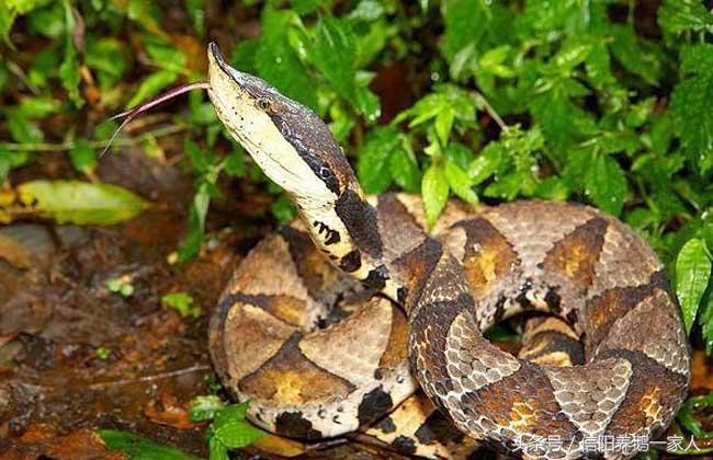 被五步蛇咬了怎么办三种方法,被五步蛇咬了怎么办搞笑回答