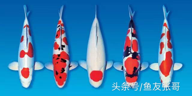 锦鲤鱼交叉感染掉鳞烂肉怎么治疗,锦鲤鱼烂肉用甲硝唑撒鱼缸行吗