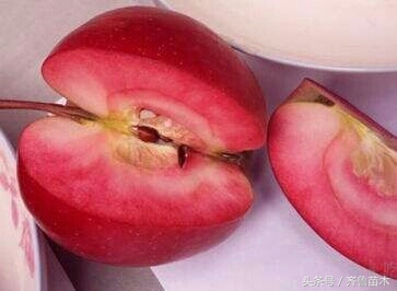 果树打药的安全注意事项,果树涂白的十大禁忌