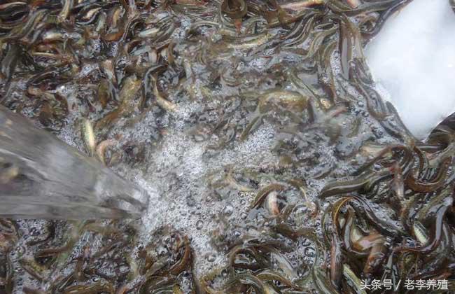 怎么捕捉泥鳅和螃蟹,捕捉泥鳅的最佳饵料