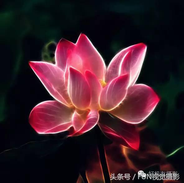 花卉创意摄影作品欣赏,花卉创意摄影十个技巧是什么