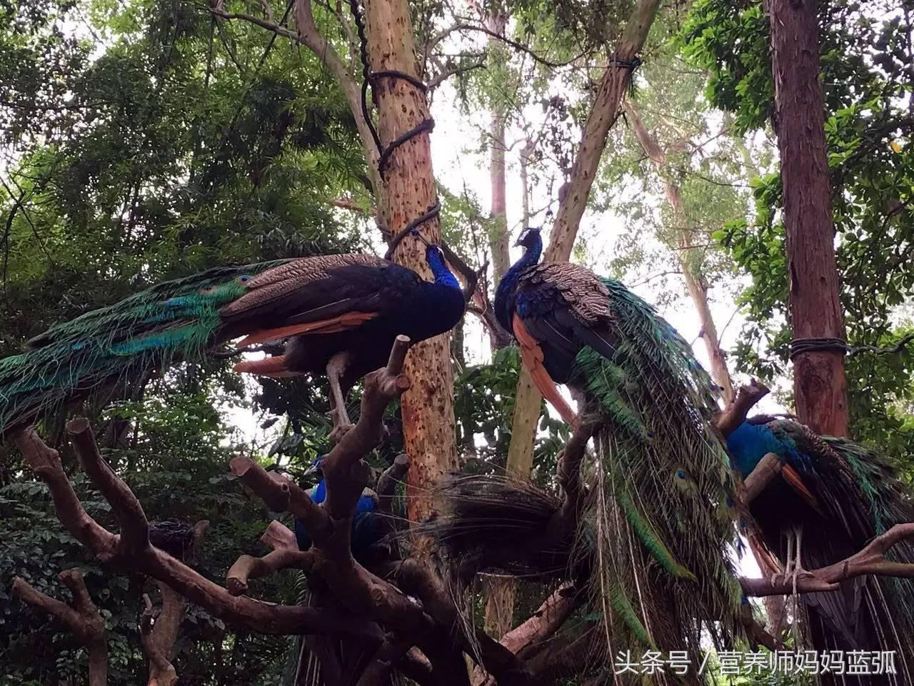 广州长隆海洋王国一日游攻略,广州长隆海洋王国亲子攻略