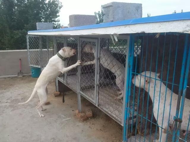 杜高犬最佳喂养方法,杜高犬正确喂养方法