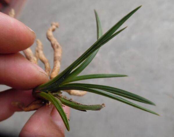 河南农村最常见的野草,河南农村常见的野草