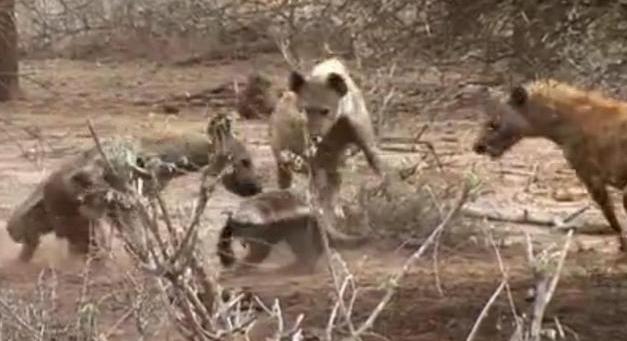 非洲的鬣狗还有蜜獾谁厉害呢,非洲蜜獾跟鬣狗谁厉害