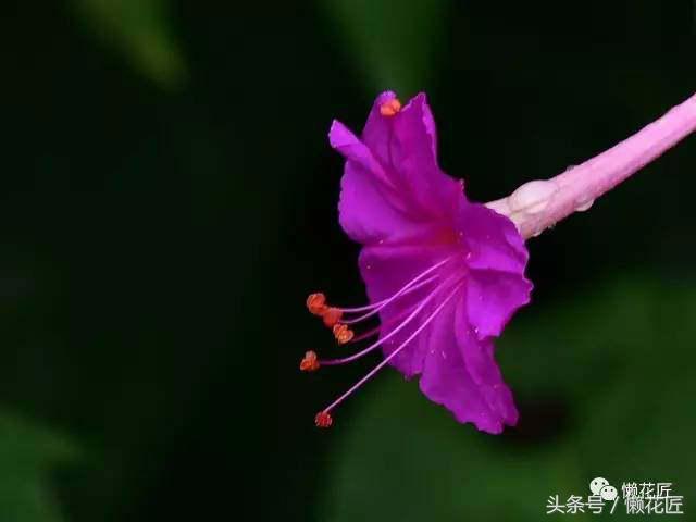 有毒有害的花草有哪些,千万不要碰的10种毒虫