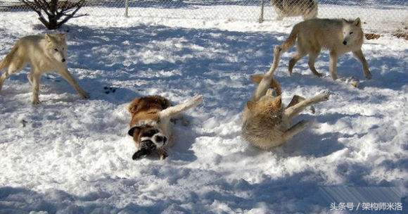 这种小人是恶狼，一定要提高警惕别被坑了都不知道