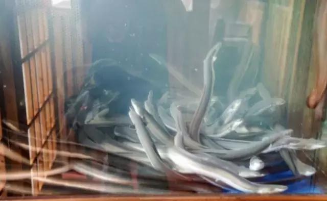 深夜美食推荐鳗鱼,广州哪家鳗鱼最好吃