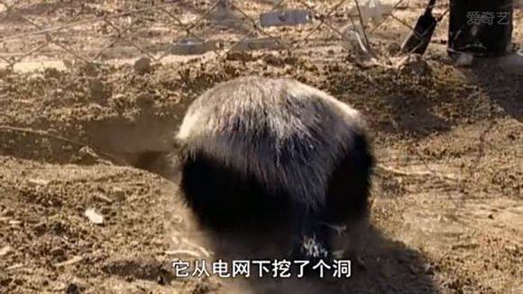 5只平头哥大战一头狮子,狮子隔着铁网吼了平头哥一声