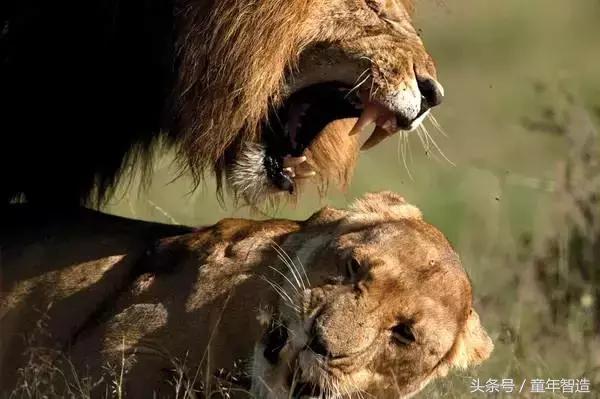 假期一定要带孩子看的5部纪录片,孩子必看的10部自然纪录片