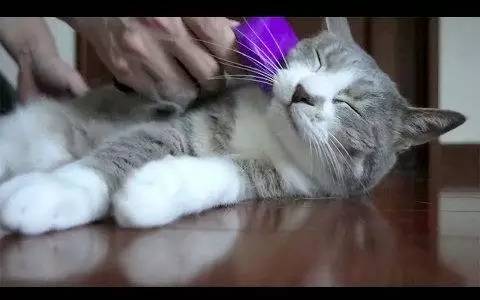 帮猫咪梳毛猫毛满天飞怎么办,给猫梳毛满天飞怎么办