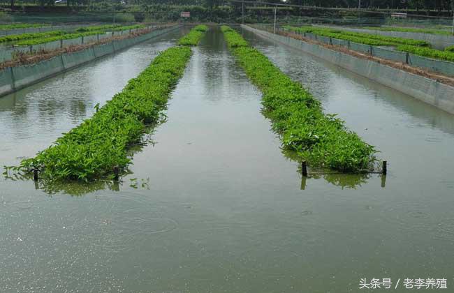 怎么捕捉泥鳅和螃蟹,捕捉泥鳅的最佳饵料