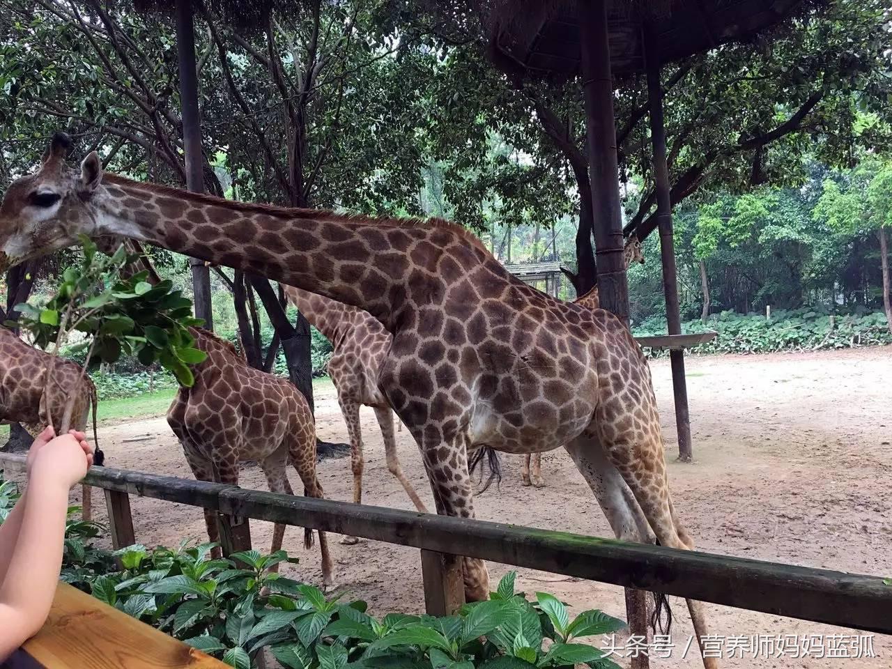 5.1带孩子去长隆推荐,带娃广东长隆欢乐世界游玩攻略