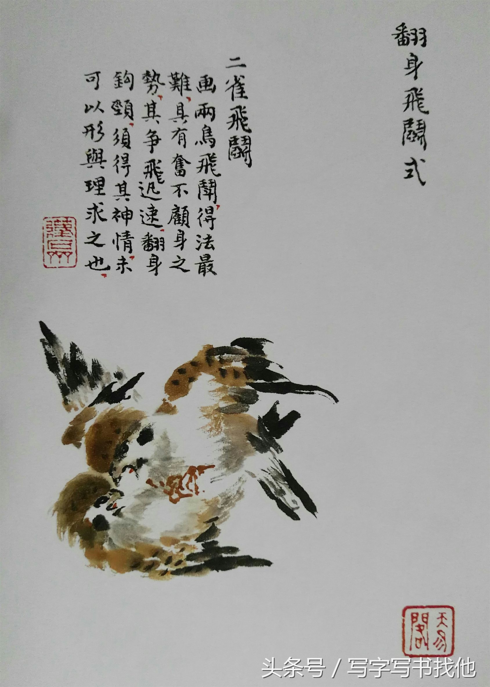 100幅鸟的画法内附绘画步骤,画鸟初学者入门步骤