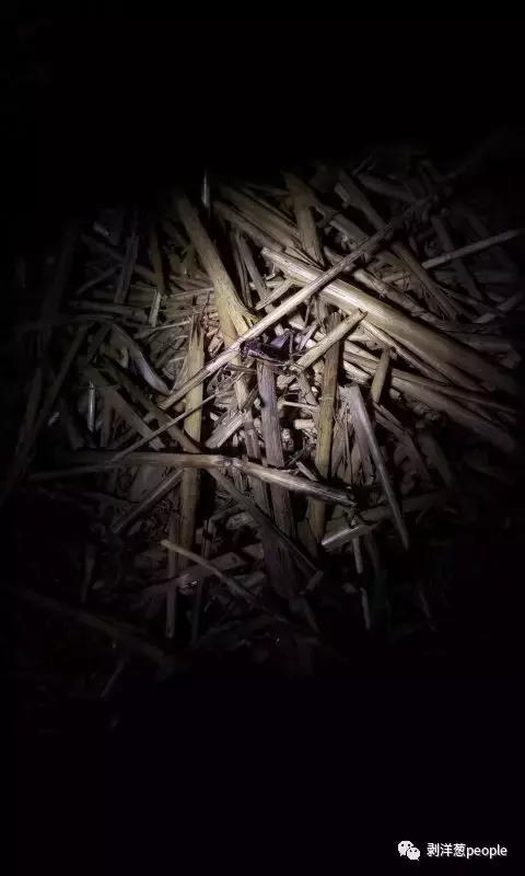 百日虫蝈蝈大概多少钱,百日虫蝈蝈价格