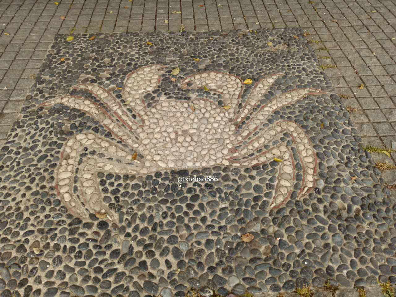 阳澄湖大闸蟹判断真伪,如何判断阳澄湖大闸蟹是否为正品