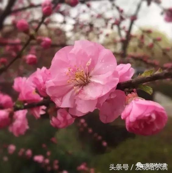 春天哈尔滨好玩的地方,哈尔滨春天景色