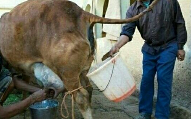 印度人把牛当成饮料喝,印度人用牛尿做食物