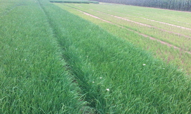 经常食用韭菜对身体有害吗?,韭菜是发物吗癌症患者能吃吗