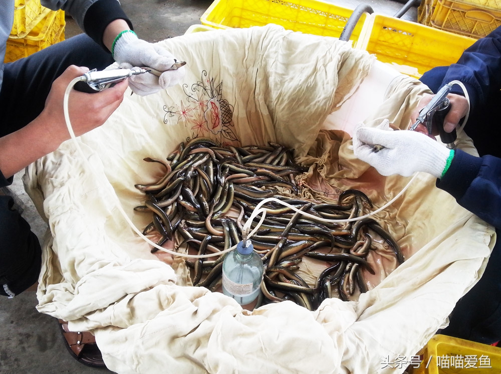 泥鳅人工繁殖打什么针,泥鳅的人工繁殖实验报告