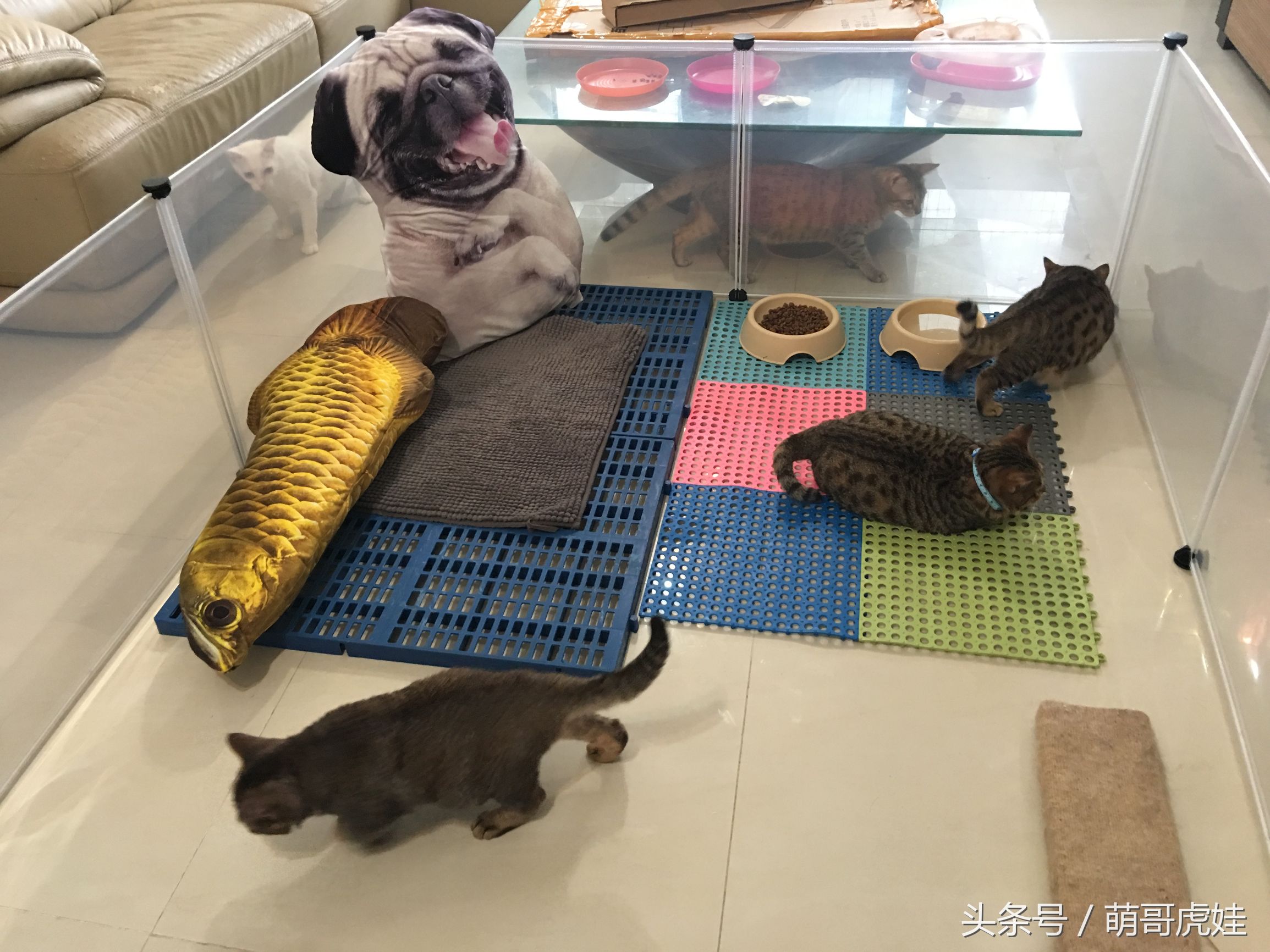 小猫被铲屎官的呼噜惊呆,铲屎官忍不住对小猫下手
