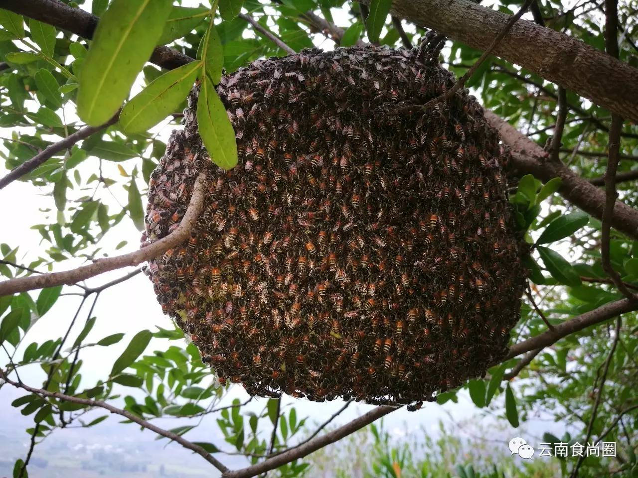 云南大森林蜂蜜好吗,云南热带雨林天然野生蜂蜜