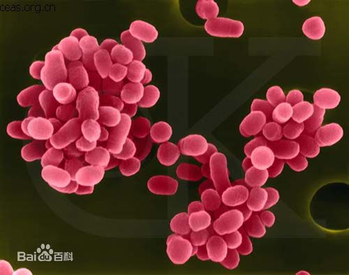 布鲁氏菌病慢性期还能治好吗,人患布鲁菌病可以自愈吗