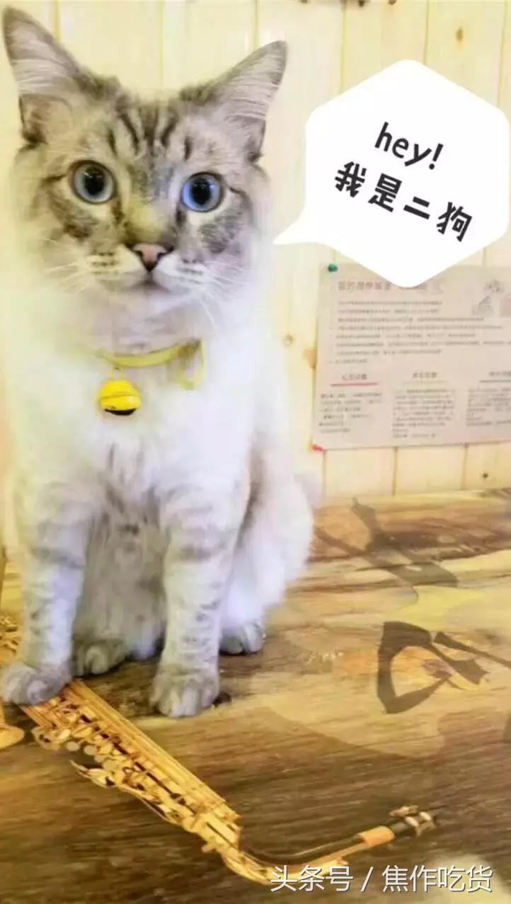 猫咖郑州焦作,焦作猫咖推荐