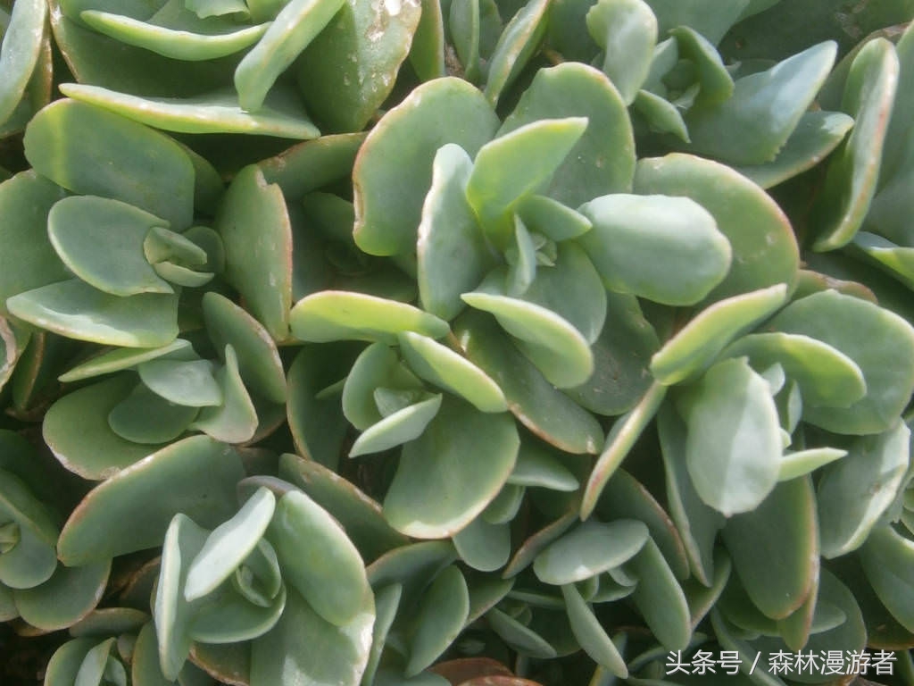 农村专门治疗跌打损伤的植物,公园常用植物一览表