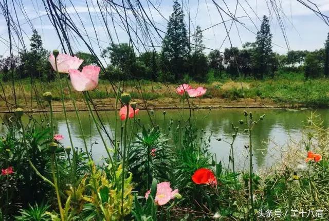 乡根东林渡,乡根东林渡露营