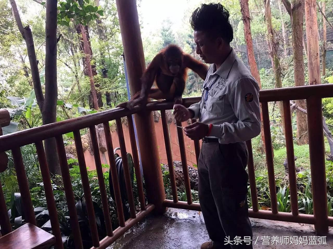 亲子游|井柏然推荐，长隆野生动物世界和海洋王国深度游记！