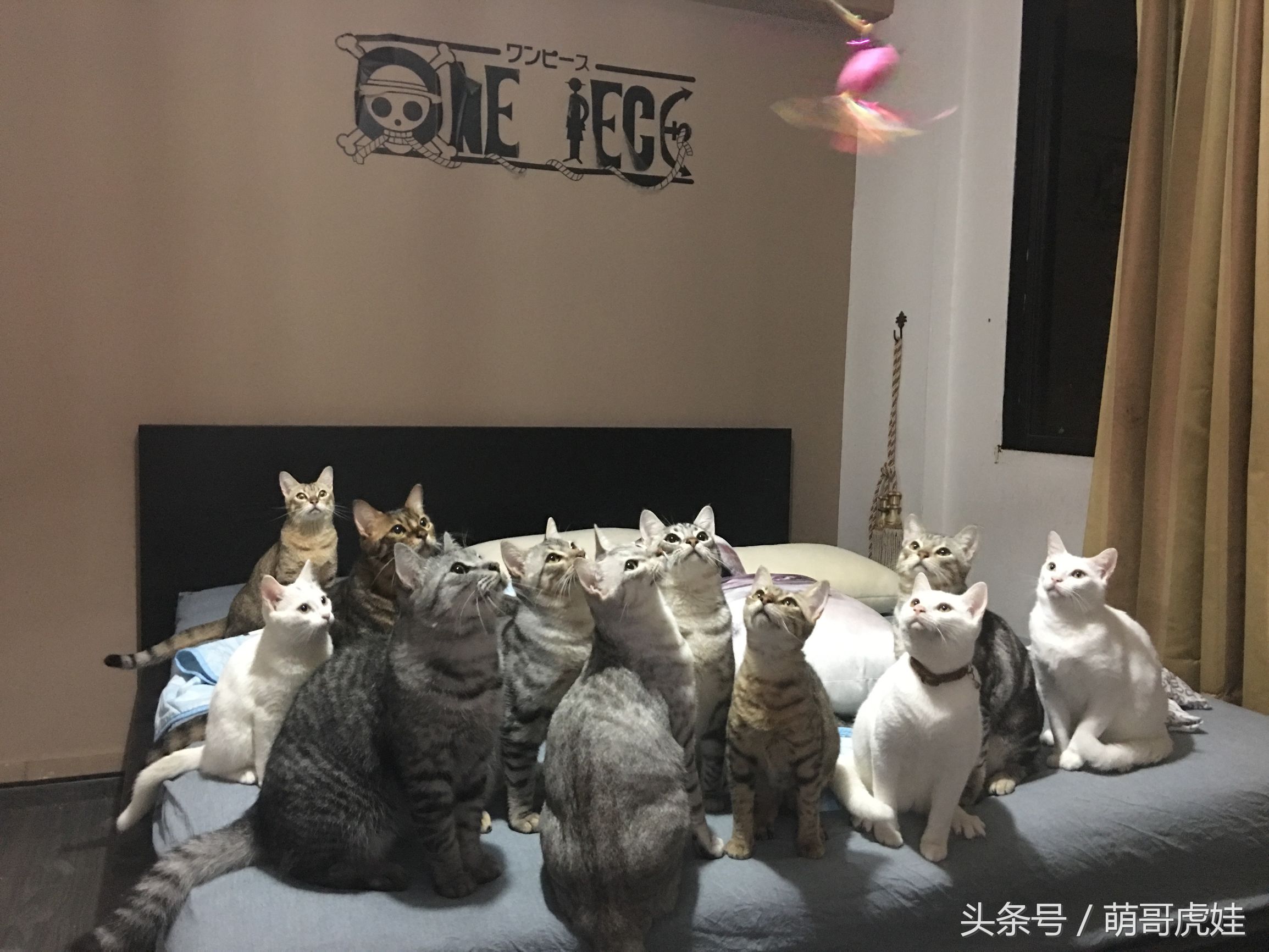 小猫被铲屎官的呼噜惊呆,铲屎官忍不住对小猫下手