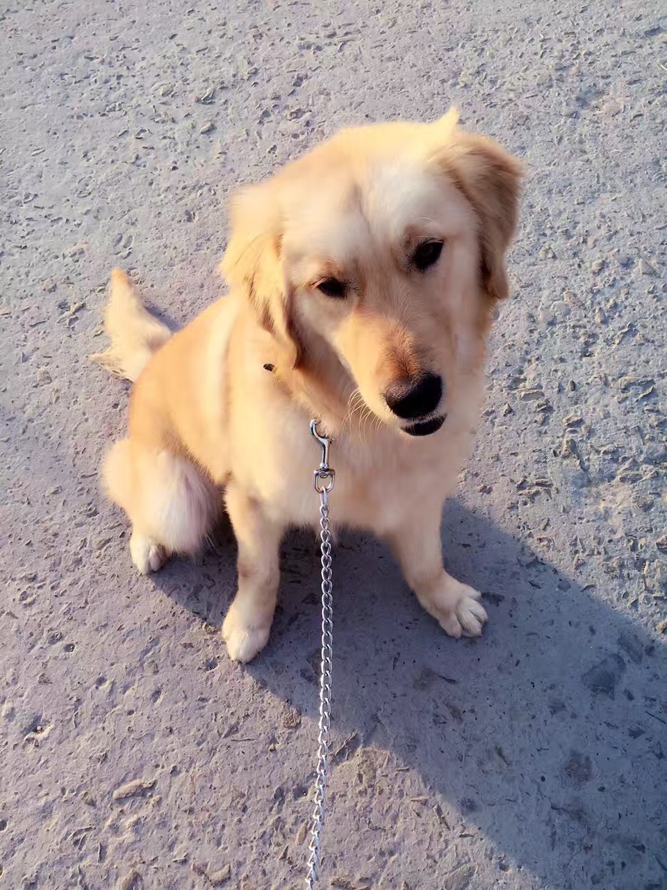 怎么给狗狗做个简易的狗窝,如何自制狗狗户外防雨大型狗窝