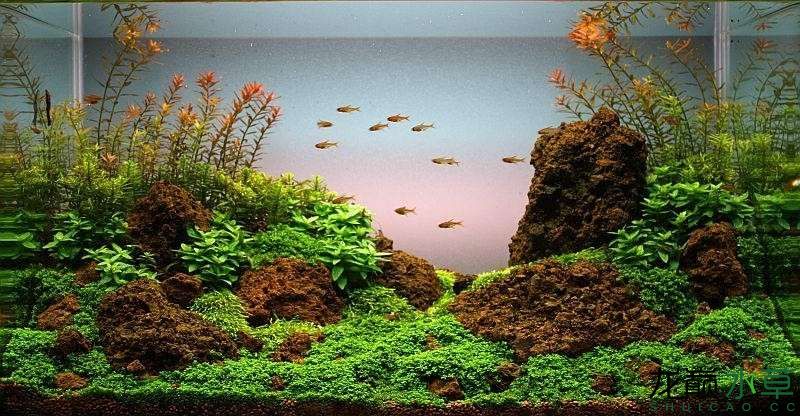 水草造景之我见-水草造景详细开缸教程及相关常见问题预防解答