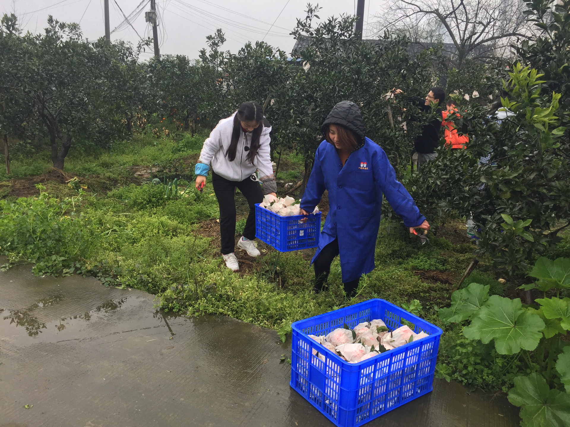 鸪鸪鸟生态农业创业团队：我是农村大学生我为自己代言