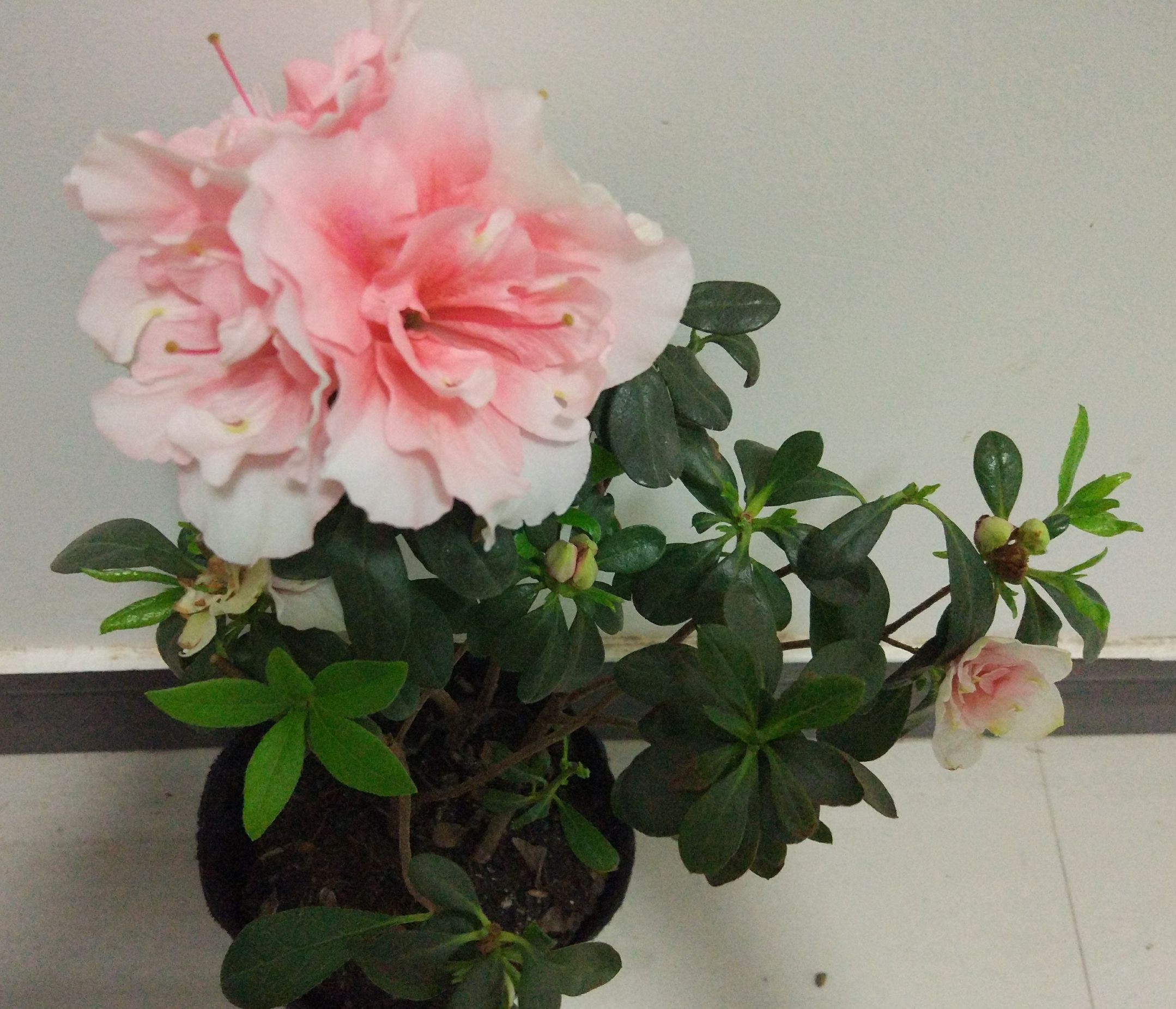 杜鹃叶子全部枯死了还能活过来吗,小叶杜鹃部分小枝叶枯死如何挽救