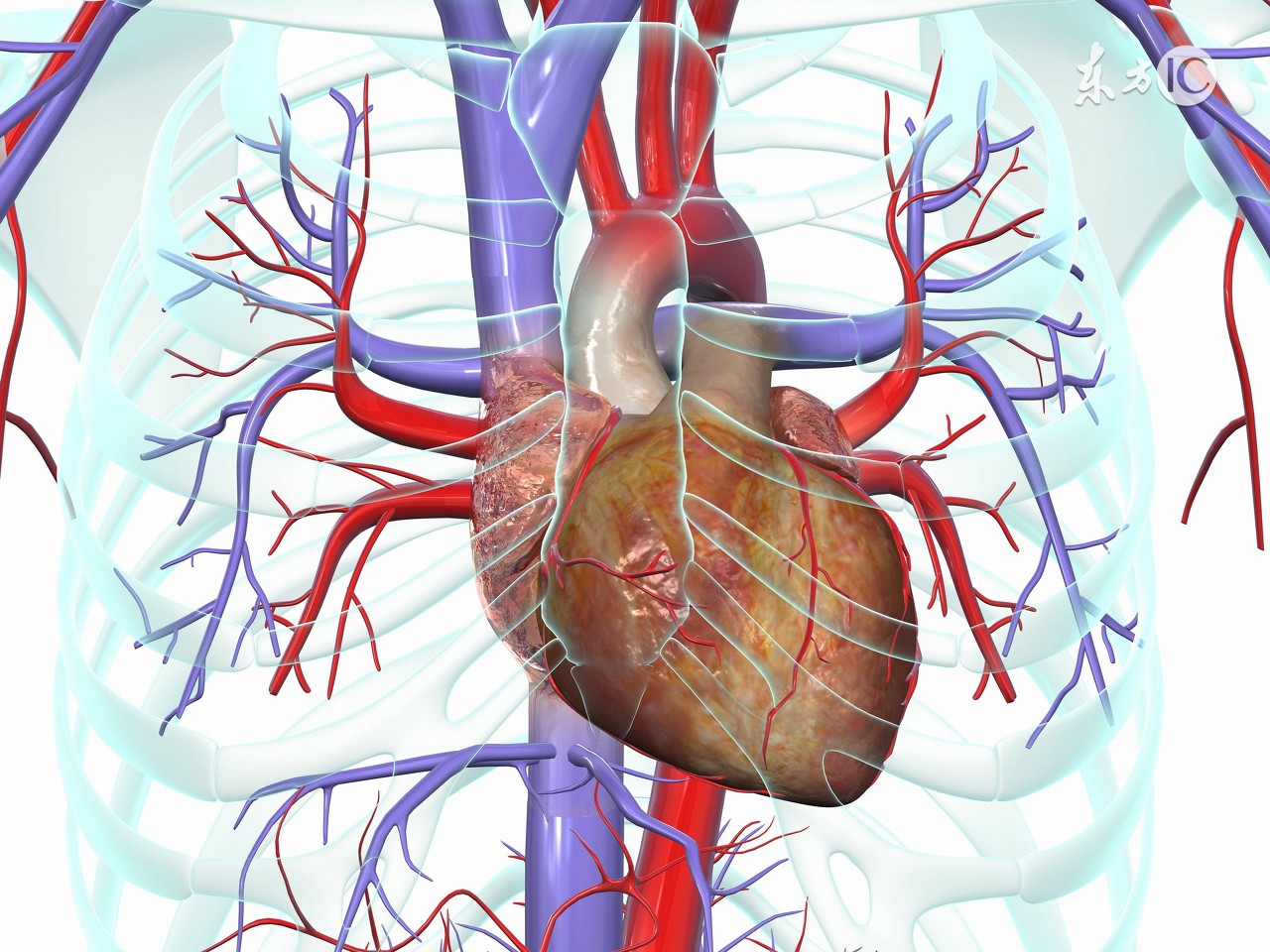 海归专家回家路遇心脏病人完整版,海归专家回家路遇心脏病人