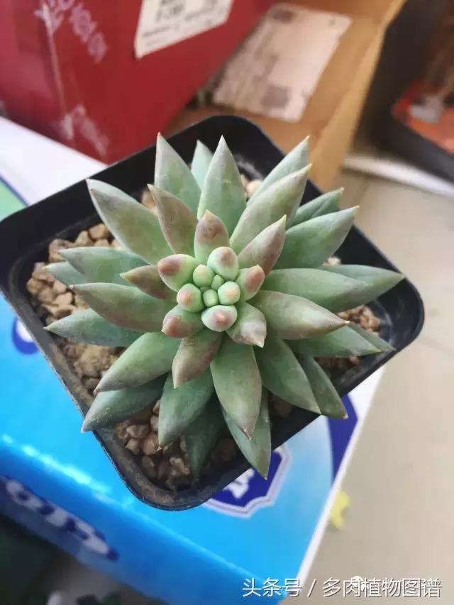 宿舍多肉品种推荐,宿舍多肉
