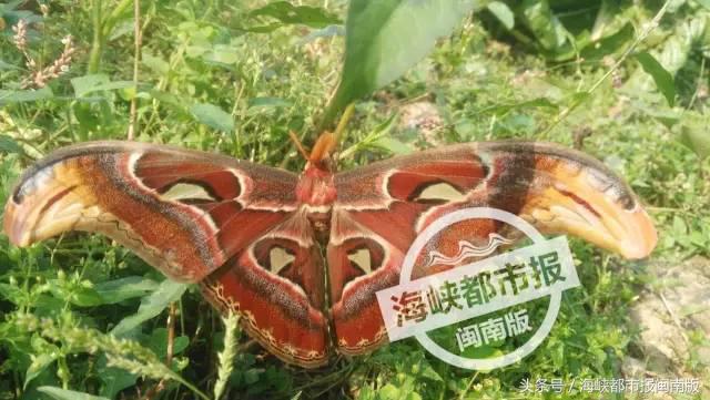 泉州人来围观！大飞蛾飞入永春人家，翅膀上长蛇头，这是什么啊