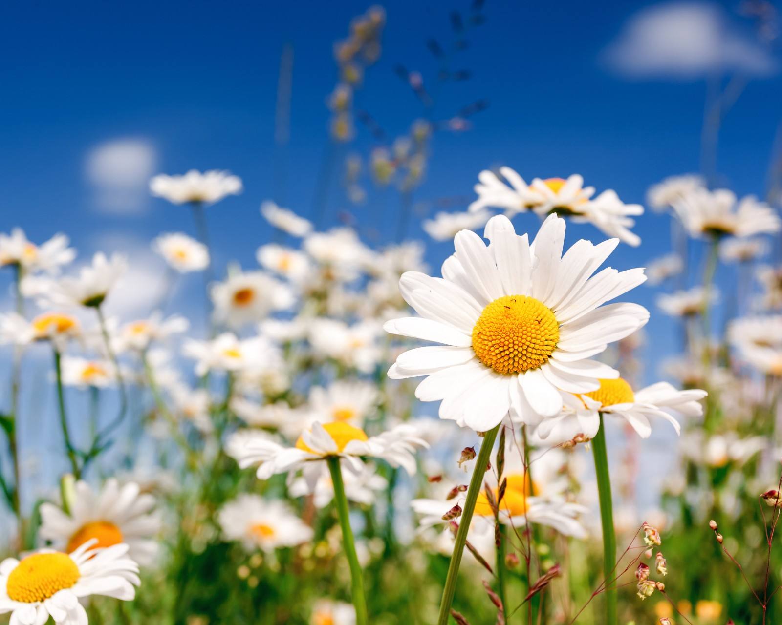 诗情画意新的一年新的开始,诗情画意字里行间醉人心扉