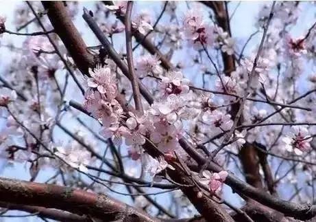 莫负春光辽宁赏花踏青攻略来了,辽宁最美十大花海