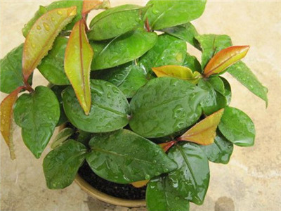 山竹的籽可以种盆栽吗,山竹果核怎么盆栽