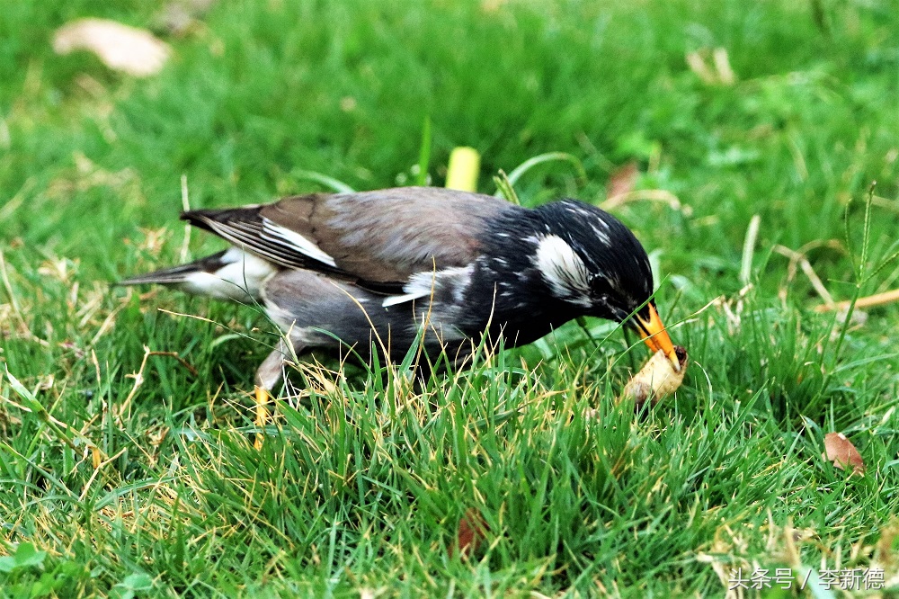 灰掠鸟大餐白土蚕