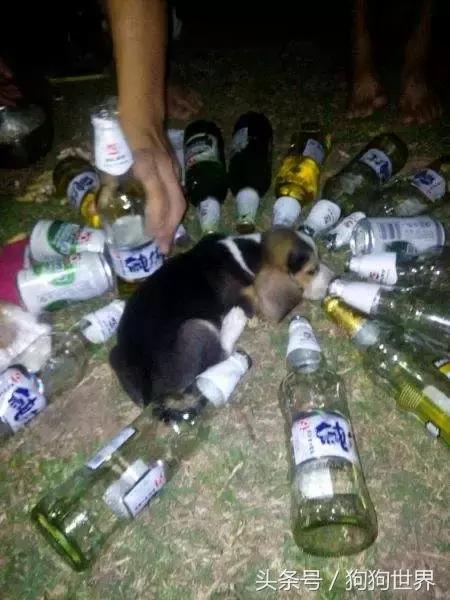 狗狗疫苗打几联比较好,狗狗打疫苗后注意事项