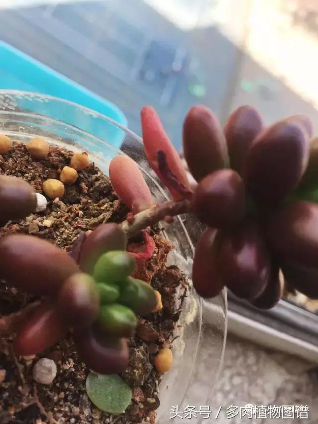 宿舍多肉品种推荐,宿舍多肉